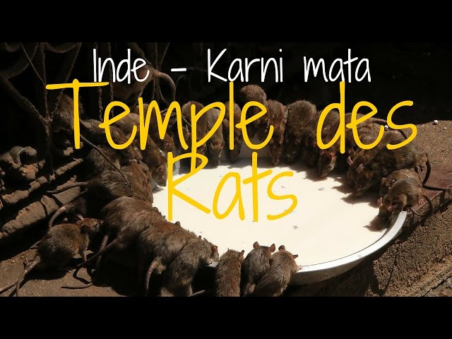 découvrez les rituels et protections à connaître avant de visiter le temple des rats à deshnoke, en inde, un lieu unique mêlant spiritualité et traditions insolites.