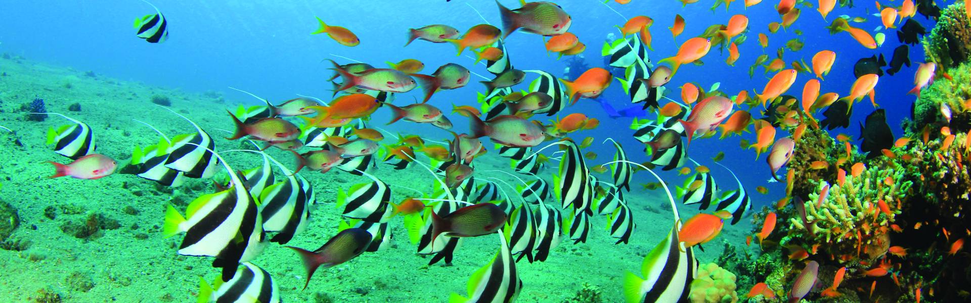 découvrez l'île maurice, un refuge paradisiaque prisé des millionnaires pour ses plages idylliques, son luxe discret et son cadre exclusif.